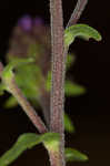 Appalachian blazing star